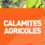 CALAMITES AGRICOLES