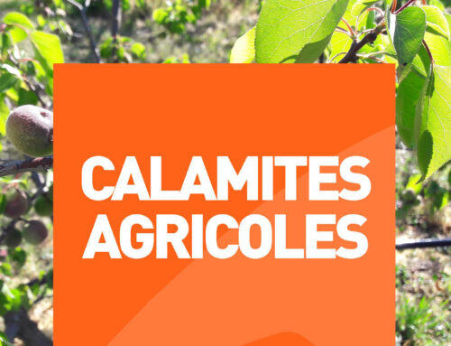 CALAMITES AGRICOLES