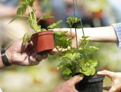 Troc plantes – 28 mars 2026